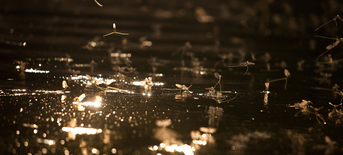 citizen-scientist-banner-1160x525