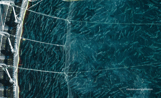 Open-Net Salmon Farming - Wildfish