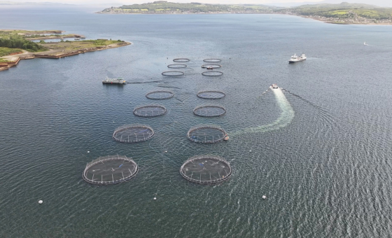 Open-Net Salmon Farming - Wildfish