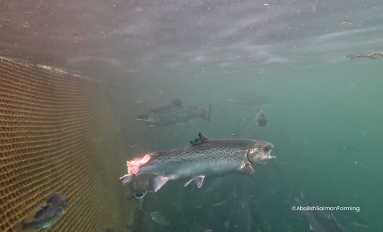 Open-Net Salmon Farming - Wildfish
