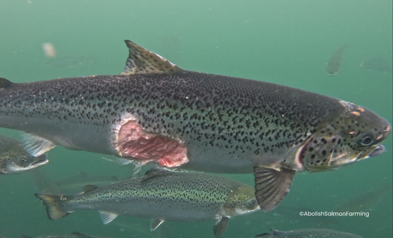 Open-Net Salmon Farming - Wildfish