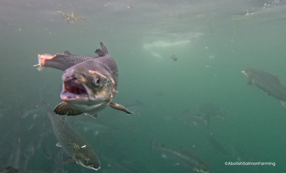 Open-Net Salmon Farming - Wildfish