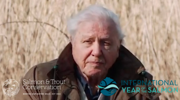 Video Poster - Wildfish