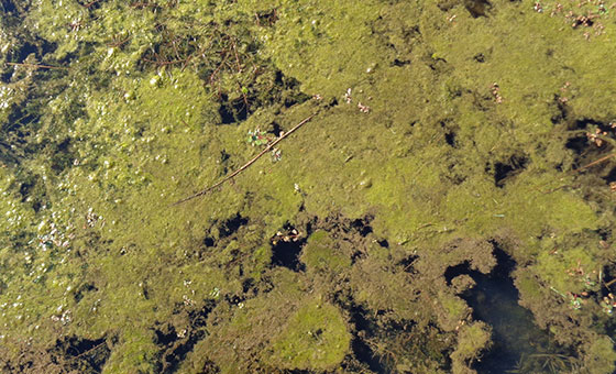 Agricultural Pollution - Wildfish