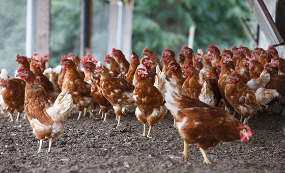 Agricultural Pollution - Wildfish