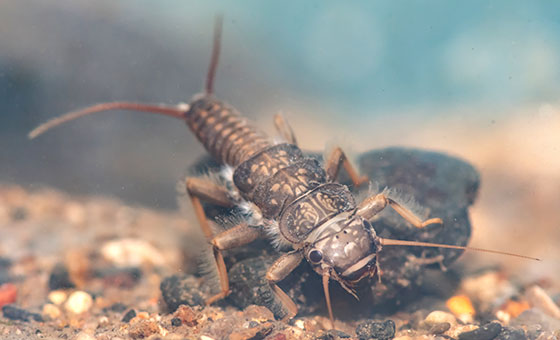 Riverfly Census - Wildfish