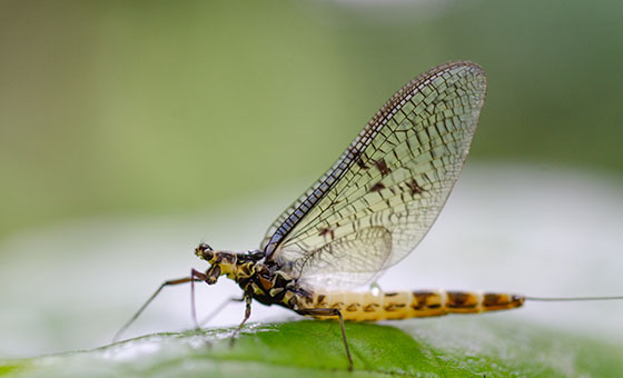 Riverfly Census - Wildfish