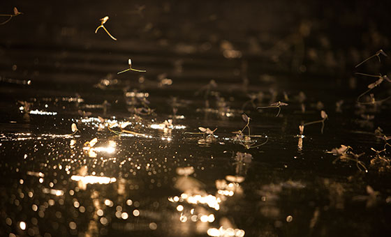 Riverfly Census - Wildfish