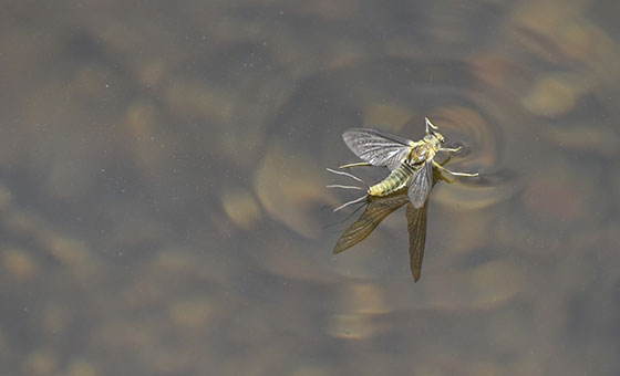 Riverfly Census - Wildfish