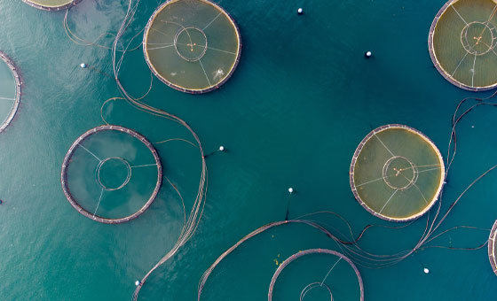 Salmon Farming | Salmon Farming Crisis | Wildfish