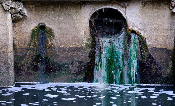 Sewage Pollution - Wildfish