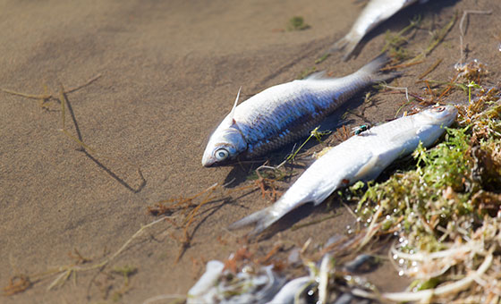 Chemical Pollution - Wildfish