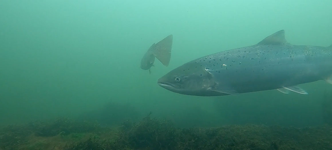 Video Poster - Wildfish