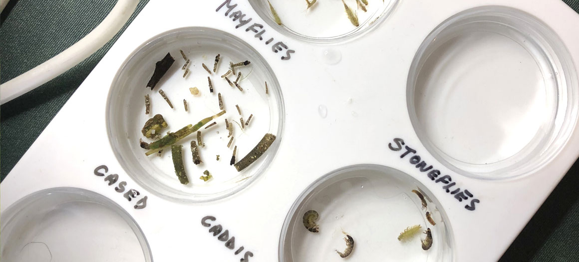 invasive-species-banner-1160x525