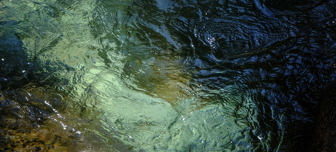 Video Poster - Wildfish