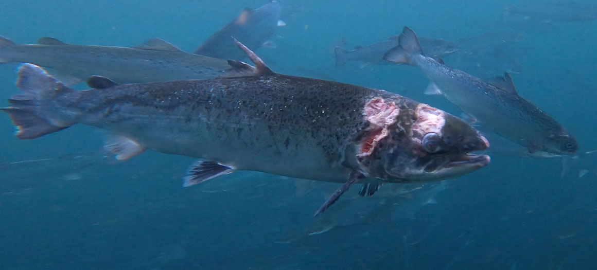 Endangered wild salmon at risk from sea lice outbreak at two fish