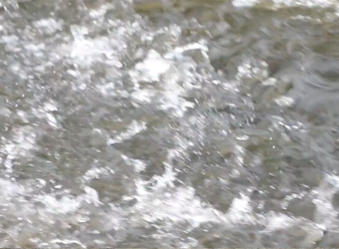 Video Poster - Wildfish