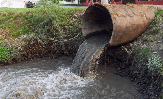 Environment Agency Report - Wildfish