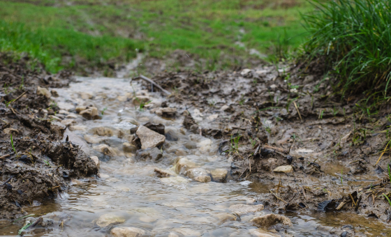 Environment Agency Report - Wildfish