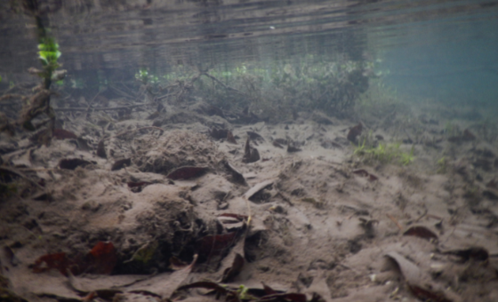 Environment Agency Report - Wildfish