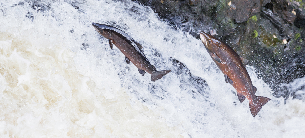 17.08.22_salmon stocks blog_news main image