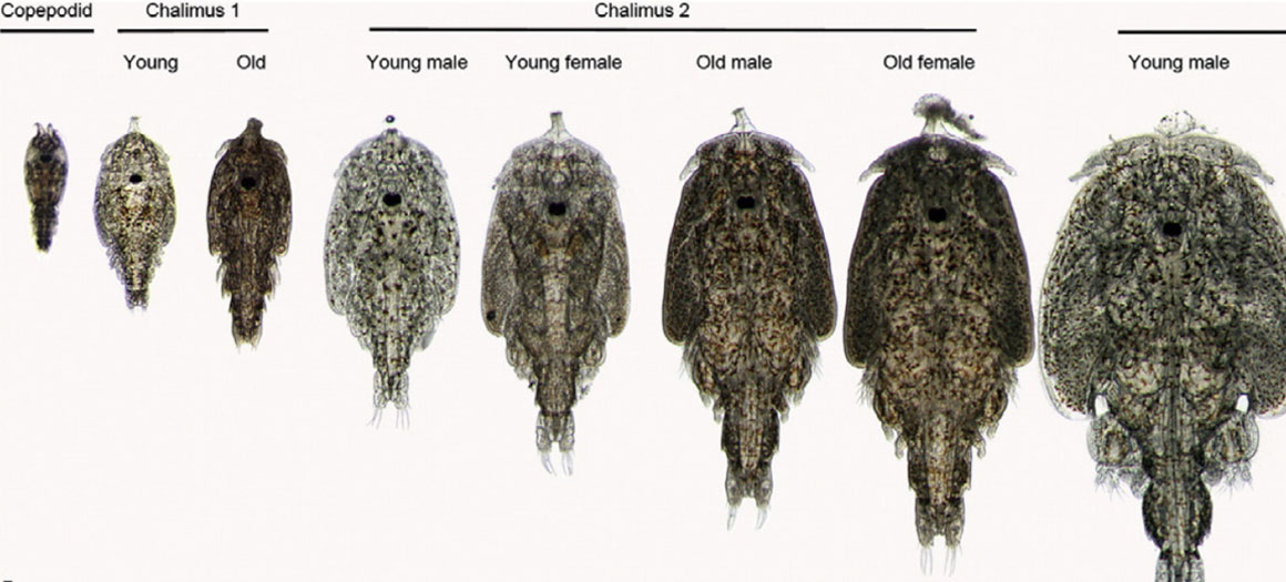 Salmon farmers own data makes the case for much lower sea lice limits Salmon farmers own data makes the case for much lower sea lice limits