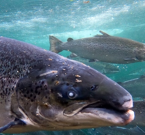 Report finds Scottish salmon farms systematically failing to meet own ...