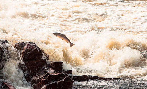 Fish Lens - Wildfish Fish Lens - Wildfish