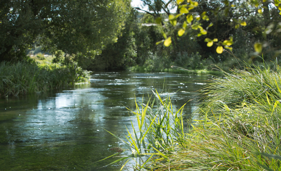 Fish Lens - Wildfish Fish Lens - Wildfish