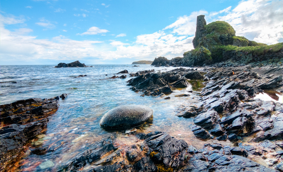 Fish Lens - Wildfish Fish Lens - Wildfish