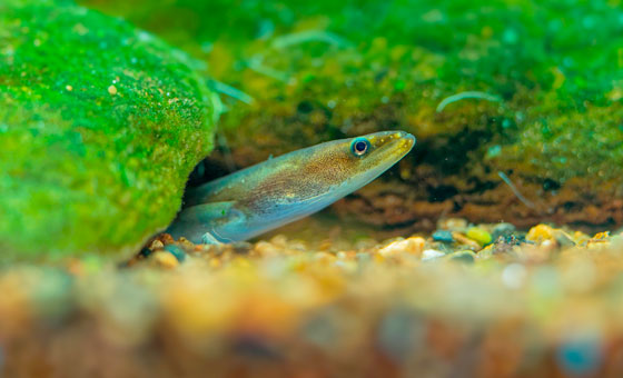 Fish Lens - Wildfish Fish Lens - Wildfish