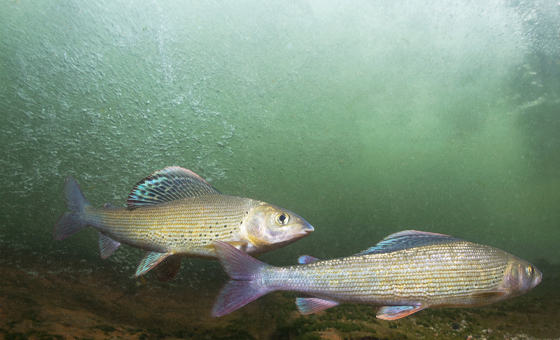 Fish Lens - Wildfish Fish Lens - Wildfish