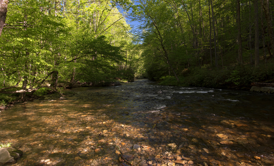 Fish Lens - Wildfish Fish Lens - Wildfish