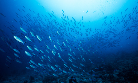 Fish Lens - Wildfish Fish Lens - Wildfish