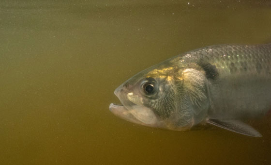 Fish Lens - Wildfish Fish Lens - Wildfish