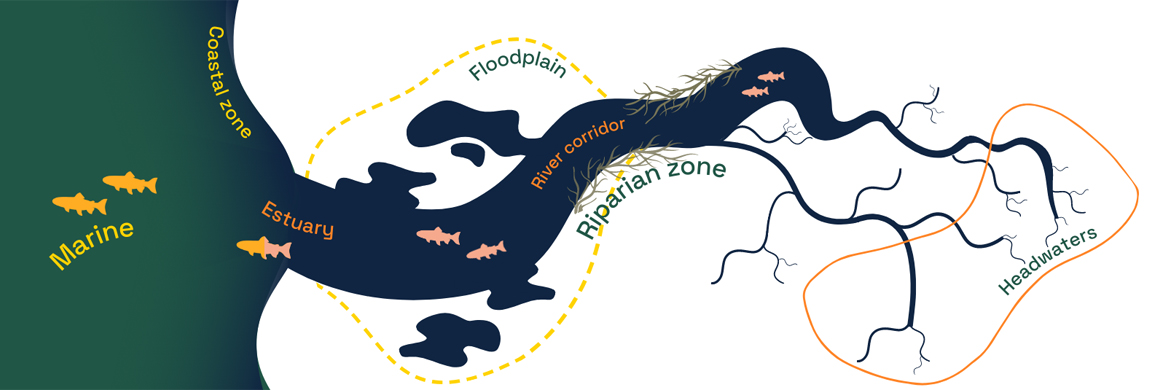 Fish Lens - Wildfish Fish Lens - Wildfish