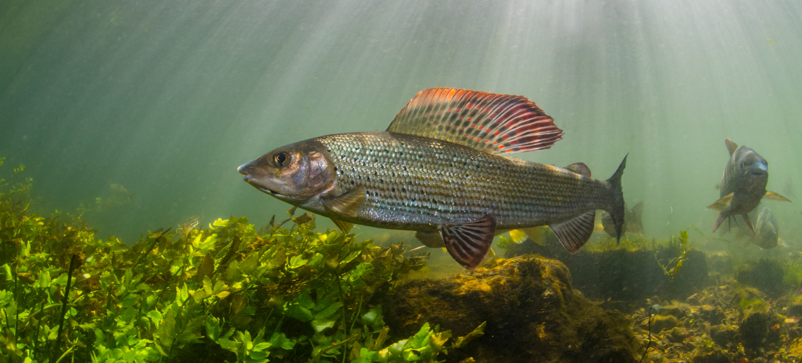 Peers Ride To The Rescue Of Chalk Streams Wildfish Peers Ride To The Rescue Of Chalk Streams Wildfish