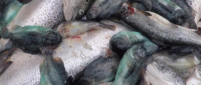 Dead farmed salmon and cleanerfish (Lumpfish) on a Scottish salmon farm.
