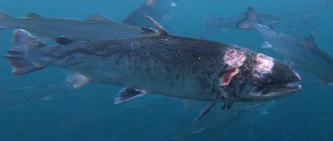 Scottish farmed salmon with severe sea lice damage