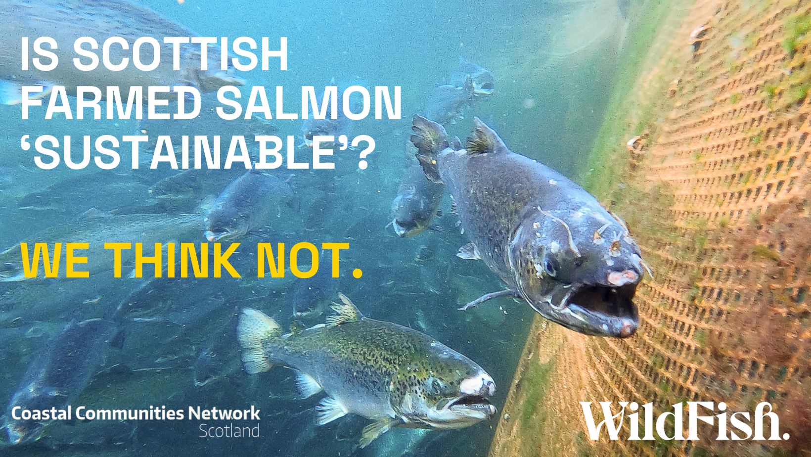 Cleaner Fish  Salmon Scotland