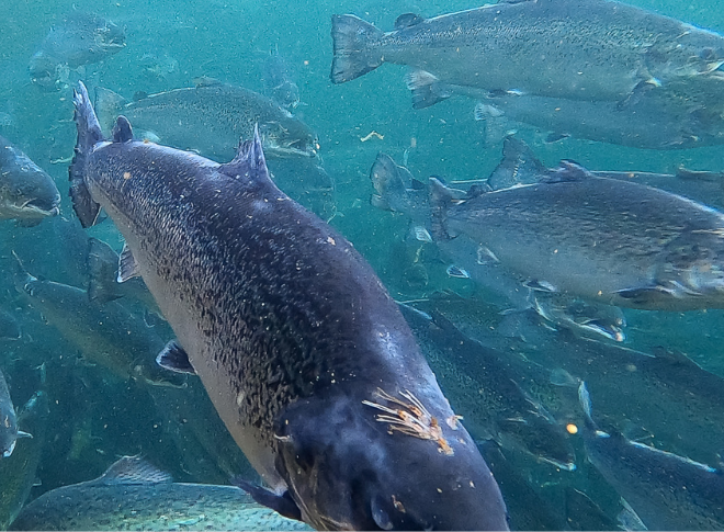 Our Successes | Preserving Wild Fish Populations and Habitats | Wildfish