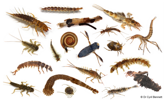 Freshwater Invertebrate Image Library - Wildfish