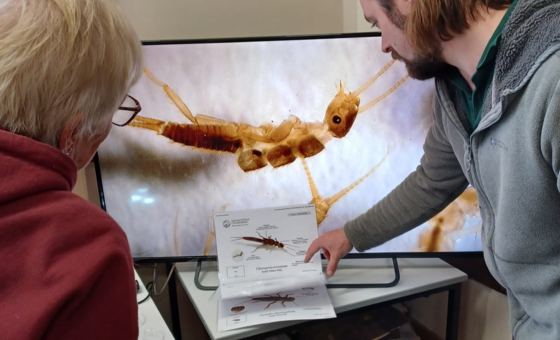 Freshwater Invertebrate Image Library - Wildfish