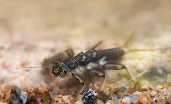 Freshwater Invertebrate Image Library - Wildfish