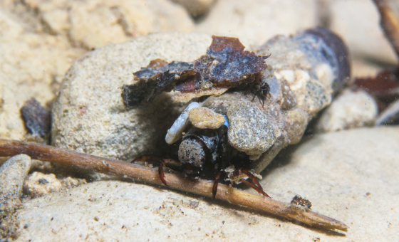 Freshwater Invertebrate Image Library - Wildfish