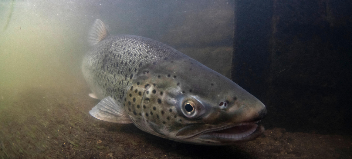 14.07.25_Sea Trout Blog_main news image