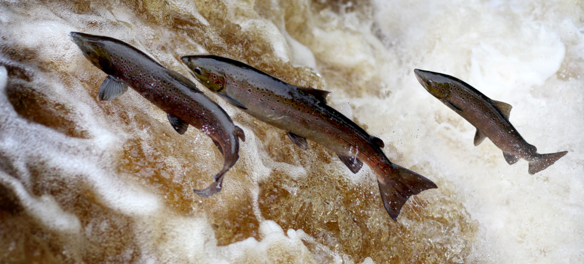 22.07.25_What is a fish_main news image