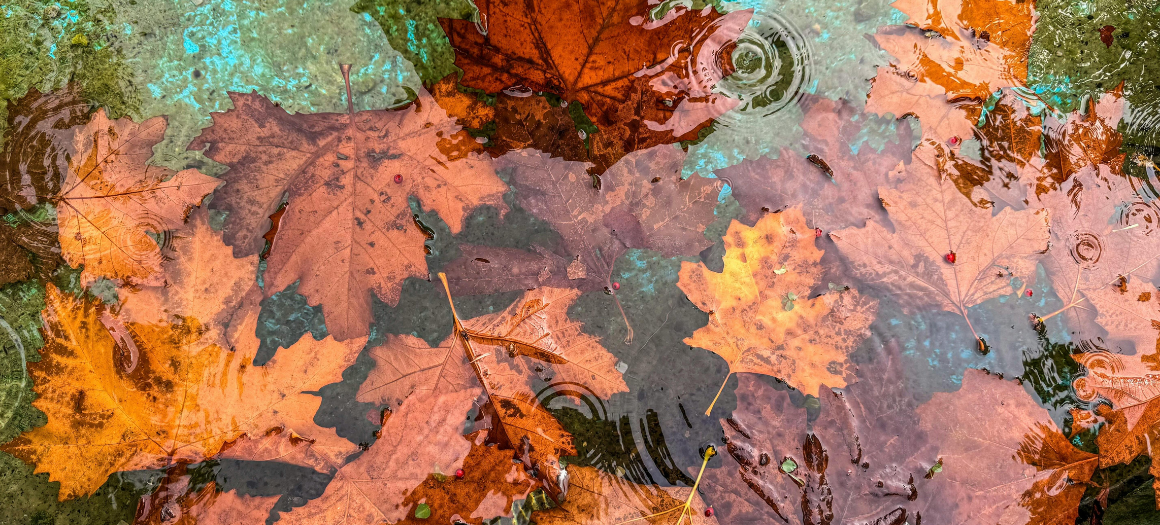 09.10.25_Autumn Leaf Fall_main news image